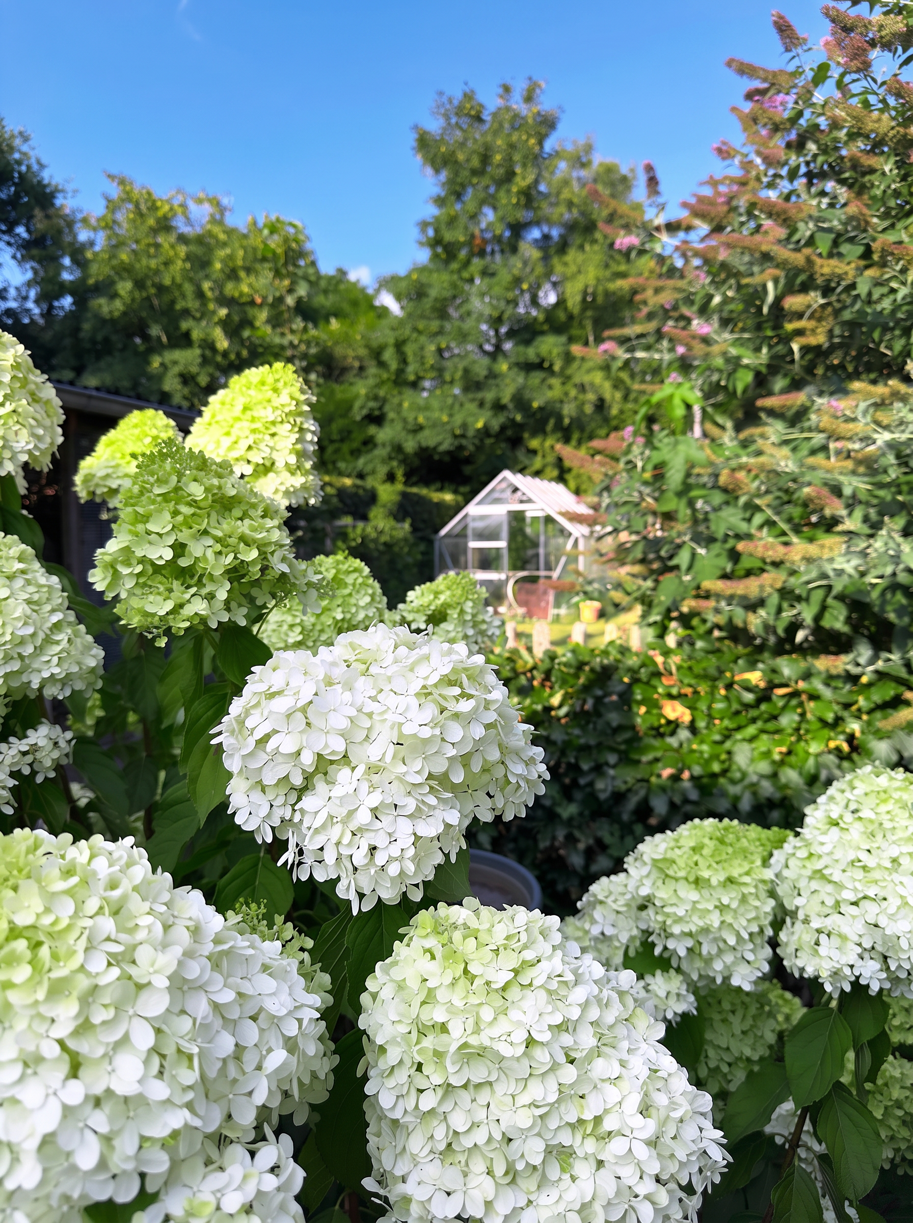 Witte hortensia's voor de serre